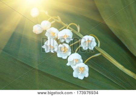 Flower lily of the valley growing in forest in spring closeup natural background