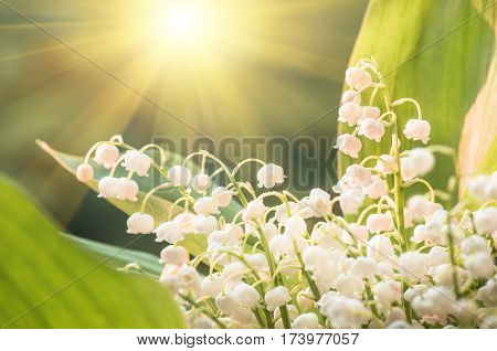 Flower lily of the valley growing in forest in spring closeup natural background