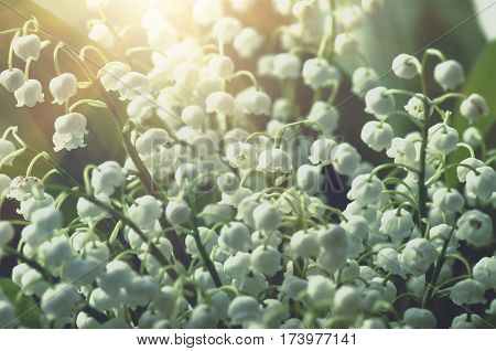 Flower lily of the valley growing in forest in spring closeup natural background