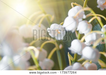 Flower lily of the valley growing in forest in spring closeup natural background