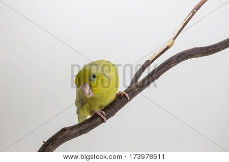 Pastel Green Forpus Bird