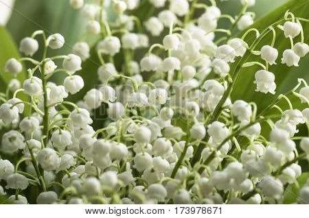 Flower lily of the valley growing in forest in spring closeup natural background