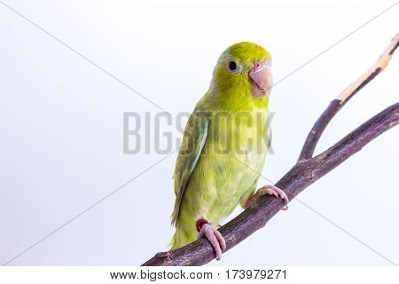 Pastel Green Forpus Bird