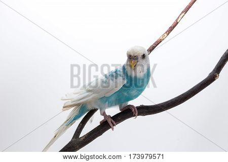 Little Cute Budgerigar, Budgie, Bird