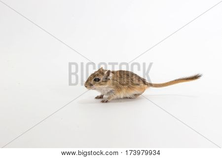 Litter Mongolian Gerbil, Desert Rat