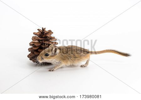 Litter Mongolian Gerbil, Desert Rat