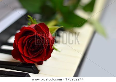 Valentines Day card with red rose and piano keys