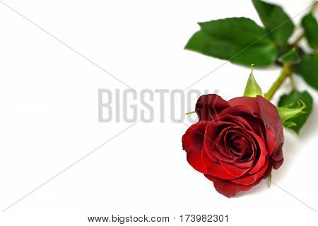 Single red rose isolated on white background