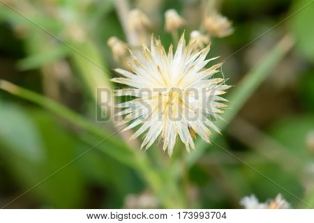 Poaceae Or Gramineae