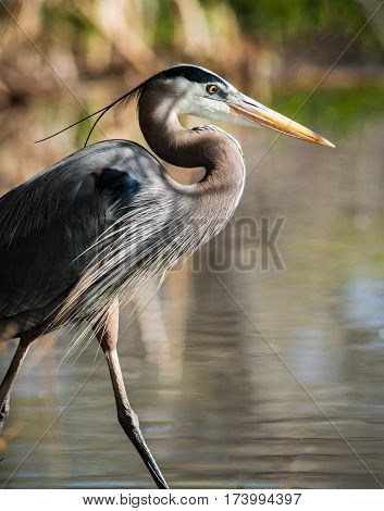Great Blue Herons are large birds with wingspans up to six feet.