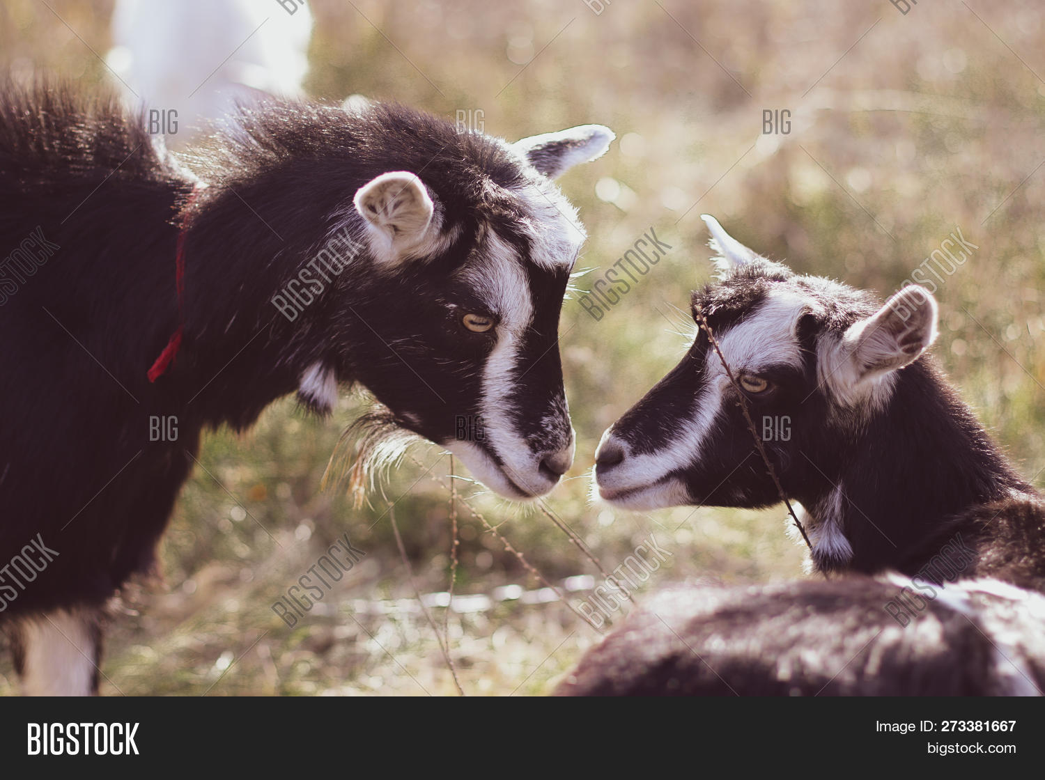 Two Goats Stare Each Image & Photo (Free Trial) Bigstock