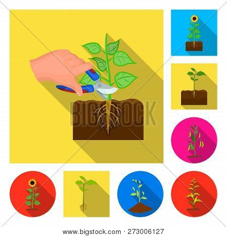 Vector Illustration Of Plant And Bean Sign. Collection Of Plant And Process Vector Icon For Stock.