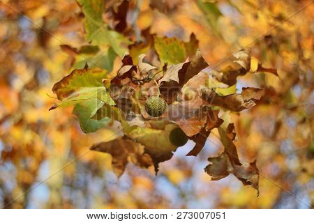 Detail Of The Plane Tree With A Nutgall