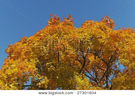 Un albero con foglie gialle