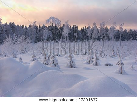 Foresta paesaggio invernale