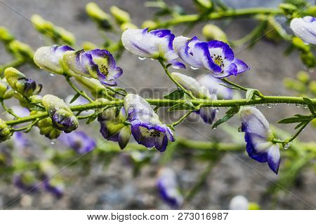 The Wet Purple And White Aconite Flowers Or Aconitum Napellus With Water Drops On A Blurred Backgrou