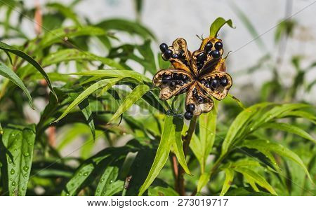 The Wet Bright Black Paeonia Anomala Seeds With Rain Drops On A Green Leaves Background