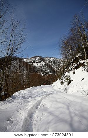 Under The Snow In A Winter Day