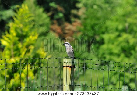 The Red-backed Shrike (lanius Collurio) Is A Carnivorous Passerine Bird And Member Of The Shrike Fam