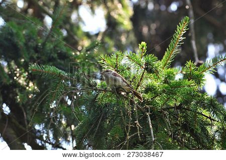 The Red-backed Shrike (lanius Collurio) Is A Carnivorous Passerine Bird And Member Of The Shrike Fam