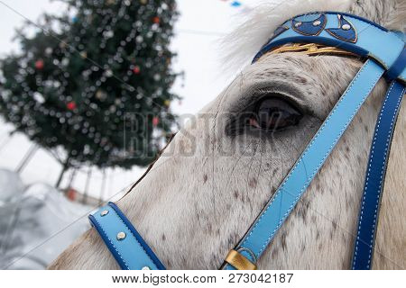 Head Of A Horse Against The Background Of A Decorated Christmas Tree. Close-up. Happy New Year And M