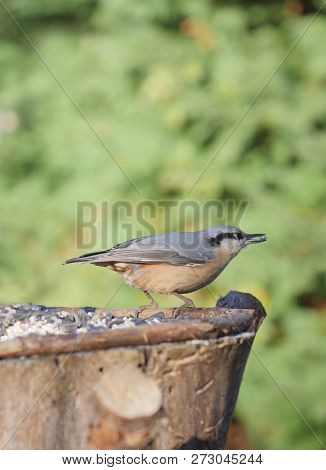 Bird Nuthatch On Forest Background Sitta Europaea