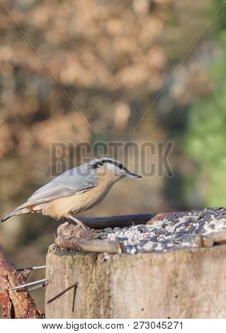 Bird Nuthatch On Forest Background Sitta Europaea