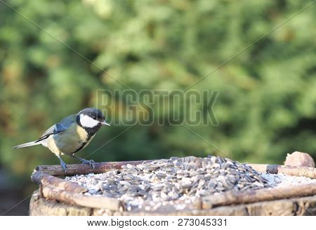 Coalmouse On Tree Background In Spring Time