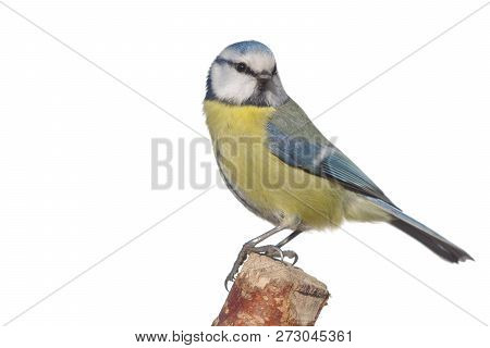 Wild Bird  Coalmouse On A White Background