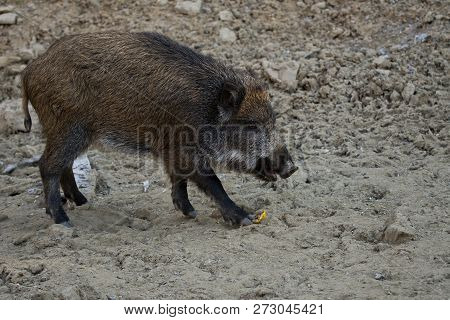 The Wild Boar (sus Scrofa), Also Known As The Wild Swine, Eurasian Wild Pig, Or Simply Wild Pig,is A