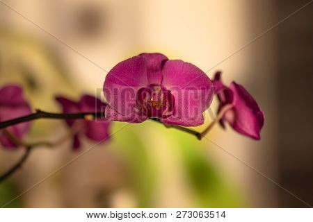 Fresh Red Orchid On A Yellow Background