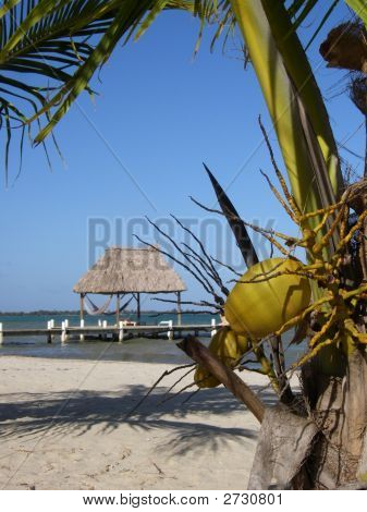 Coconut Hutch