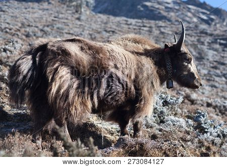 Dzo Yak In The Nepal Himalaya. A Dzo Is A Hybrid Between The Yak And Domestic Cattle