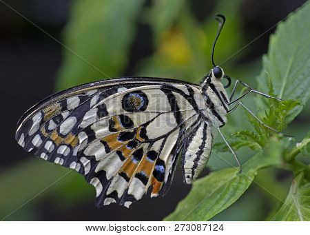 Lime Swallowtail Butterfly At Rest With Wing Closed On Flower