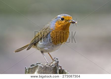 Robin Redbreast On Perch With Grubs To Feed Chicks