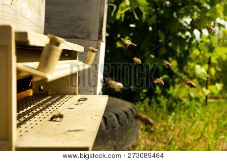 Bees Fly To The Hive And Carry Pollen One After The Other In Summer Days
