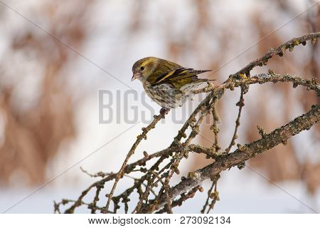 Siskin (spinus Spinus) Sits On A Larch Branch In The Forest Park In The Early Spring In The Morning.
