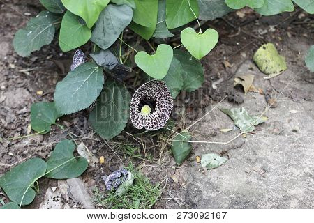 The Pipevine Aristolochia Elegans