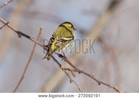 Siskin (spinus Spinus) Sits On A Apple Branch In The Forest Park In The Early Spring In The Morning.
