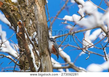 Eurasian Nuthatch (wood Nuthatch) Sits On A Tree Trunk In Hunting Pose In The Winter Forest Park.