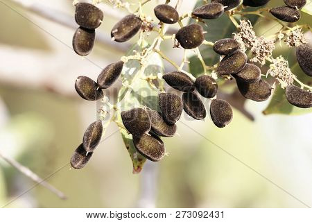 Fruits Of A Velvet Tamarind (dialium Guineense)