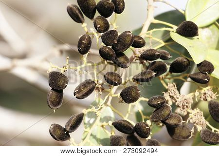 Fruits Of A Velvet Tamarind (dialium Guineense)