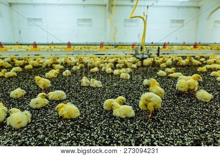 Small Yellow Chicks Eating Sunflower Seeds In Poultry Farm. Indoors Chicken Farm, Chicken Feeding.