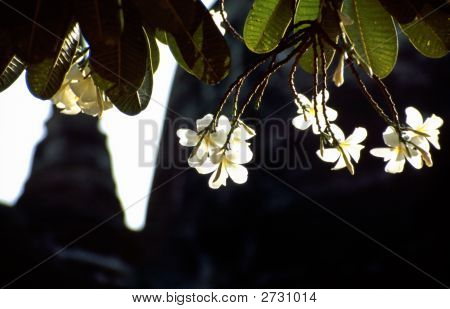 Flores brancas e ruínas de templo budista