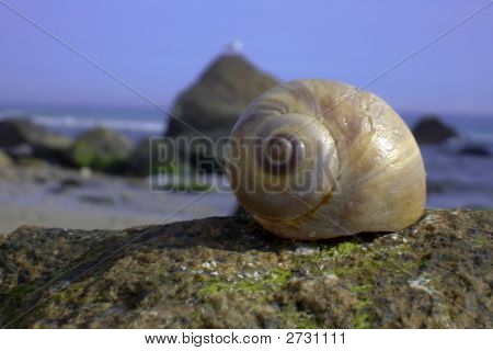 Marthas Vineyard Sea Shell