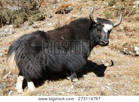 Black Yak (bos Grunniens Or Bos Mutus) On The Way To Everest Base Camp - Nepal
