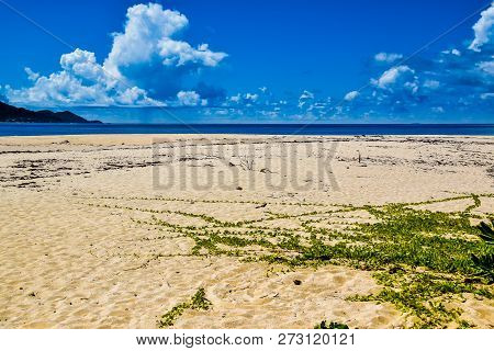 Sand With Creeper On The Seashore. Seyshelles