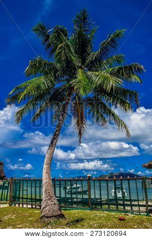 Palm Tree On The Background Of Sky