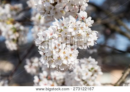 Full Bloom Cherry Blossoms In Japan