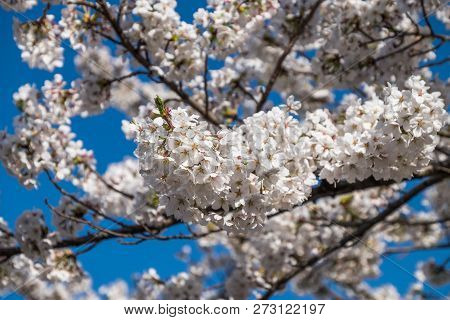 Full Bloom Cherry Blossoms In Japan